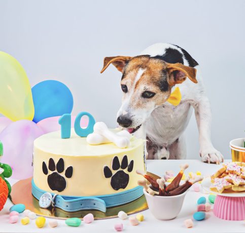 Dog Birthday party Bone day. Birthday cake and cute dog with cupcake and treats to celebrate 10th Birthday. Happy Barkday