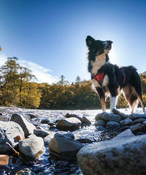 dog adventure popup