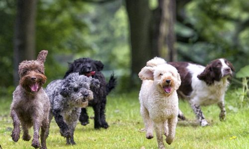 fun day at the park (1)