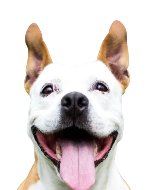 happy_dog_background